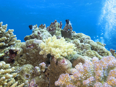 热带海底五颜六色的珊瑚礁蓝水水下景观背景