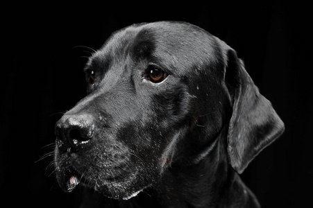 黑色画室里有美丽的眼睛肖像的悲伤的黑色混血狗