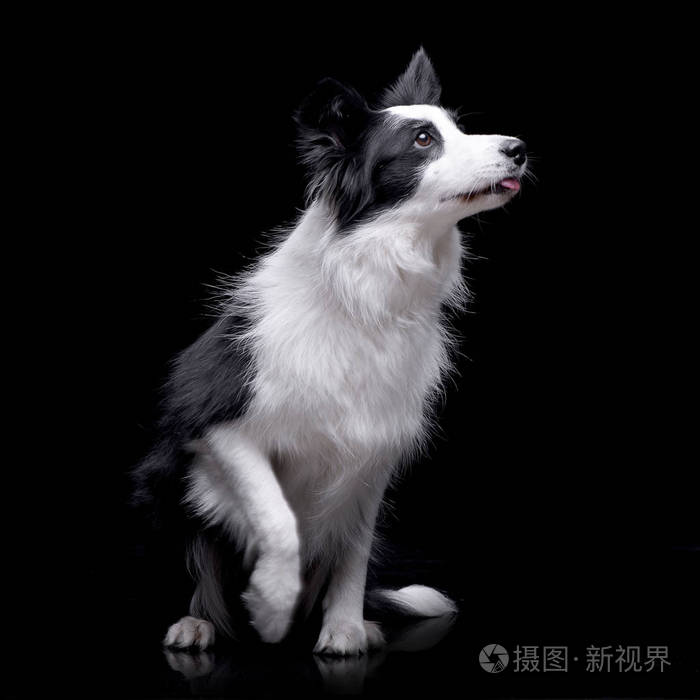 工作室拍摄的一个可爱的边境牧羊犬坐在黑色背景