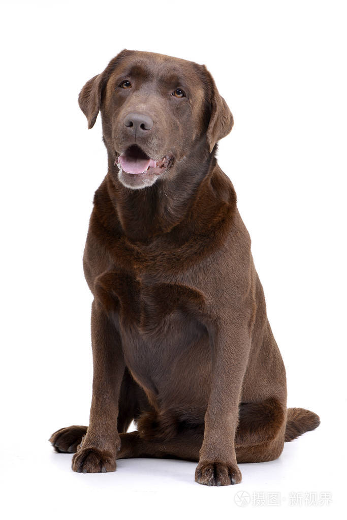 工作室拍摄的一只可爱的拉布拉多猎犬坐在白色背景上.
