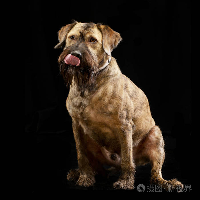 一只可爱的混血狗舔着他的嘴唇工作室，拍摄于黑色。
