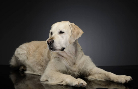 灰色照相馆里的一只快乐的拉布拉多猎犬