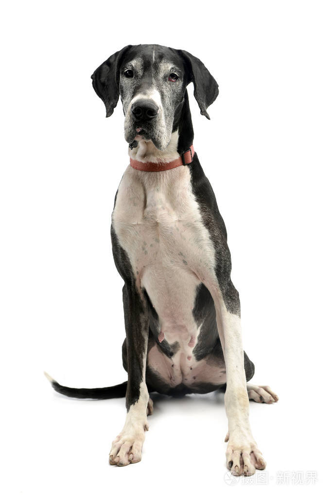 演播室拍摄了一只可爱的大丹狗坐在白色背景上