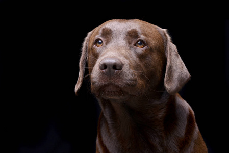 一个可爱的拉布拉多猎犬工作室的肖像孤立在黑色上。
