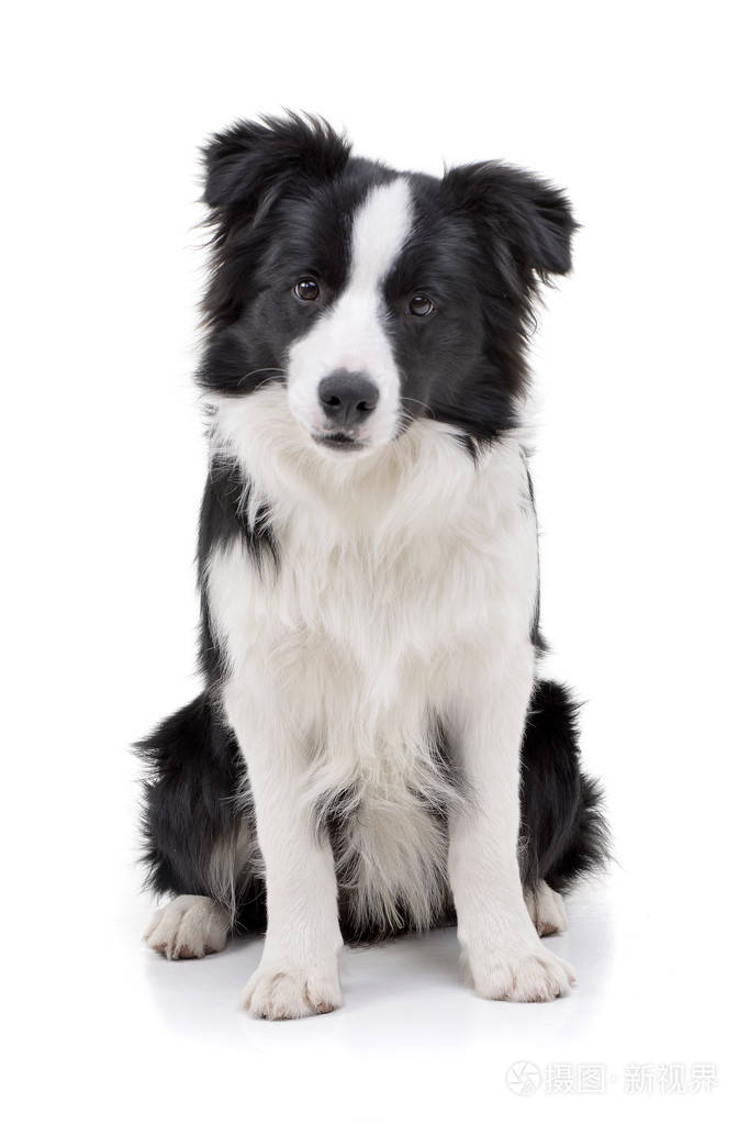 工作室拍摄的一只可爱的边境牧羊犬坐在白色背景上 照片 正版商用图片179pua 摄图新视界