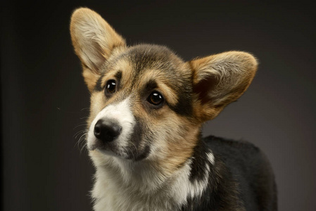 一幅美丽的小狗柯吉在黑暗照相馆的肖像画