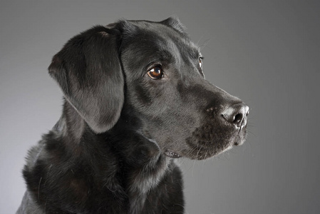 一个可爱的混合犬工作室的肖像孤立在灰色。