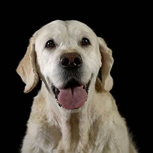 黑暗摄影棚里的金色猎犬肖像