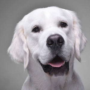 一只可爱的金色猎犬的肖像，孤立在灰色背景上。