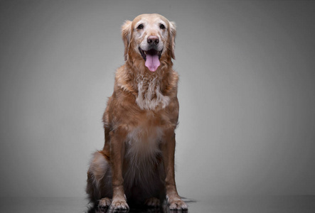 工作室拍摄的一只可爱的金色猎犬坐在灰色背景上。