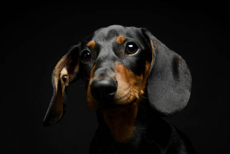 在黑暗的画室里的小狗达克森德的肖像画