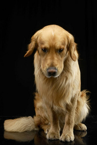 工作室拍摄的一只可爱的金色猎犬坐在黑色背景上。