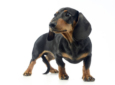 德国短毛小狗图片