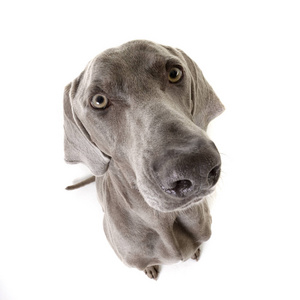 一个可爱的Weimaraner工作室的广角肖像，孤立在白色上。