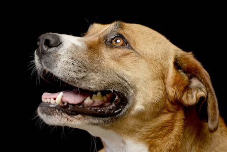 一个可爱的斯塔福德郡猎犬工作室的肖像孤立在黑色上。
