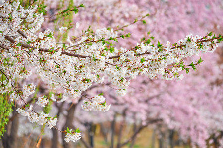 韩国春季樱花盛开的近景背景