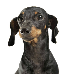 白色画室里的一幅短头发的dachshund肖像