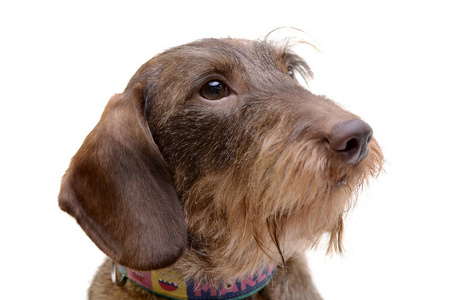 一个可爱的电线头发的dachshund的肖像隔离在白色背景上。