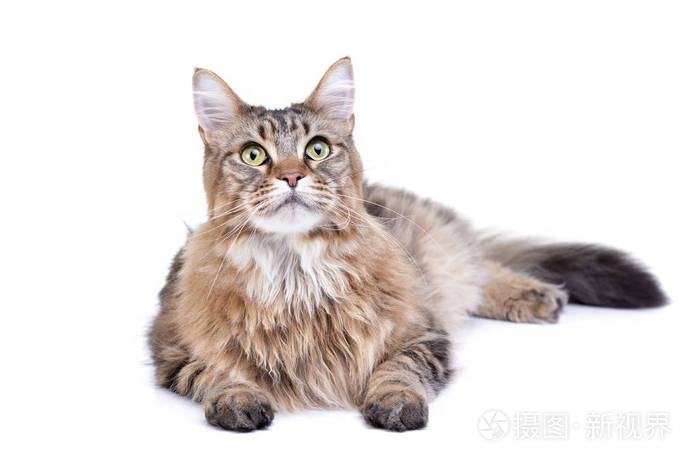 演播室拍摄了一只可爱的塔比猫躺在白色背景上