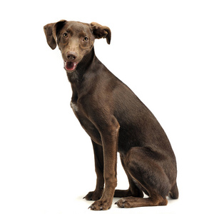 耳侧美丽的飞耳混种狗侧着身子坐在白色的画室里看着你照片