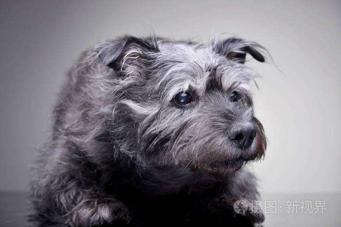 工作室拍摄的一只可爱的混合犬躺在灰色背景上。