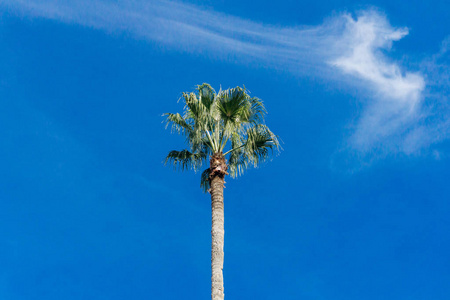 手掌。 棕榈树对抗蓝天。 绿棕