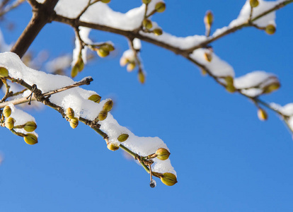 天空背景下的一枝带芽的雪