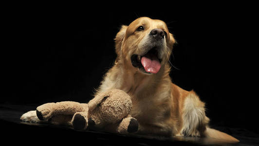 可爱的金毛猎犬喜欢在摄影棚拍照