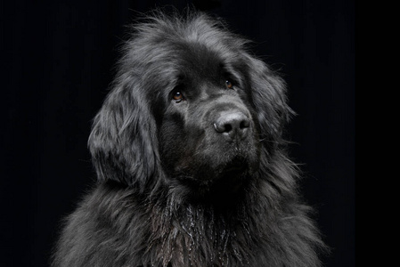 黑色纽芬兰狗图片