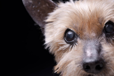 一个盲人约克郡猎犬工作室的肖像孤立在黑色上。