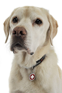 白工作室里的拉布拉多猎犬肖像