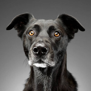 一个可爱的混合犬工作室的肖像孤立在灰色。
