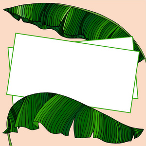 香蕉树的奇异绿叶的文本框架。 海报卡传单邀请海报的想法。 热带树叶。 目前的趋势。 EPS10载体。