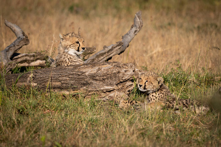 两只猎豹幼崽躺在死木旁图片