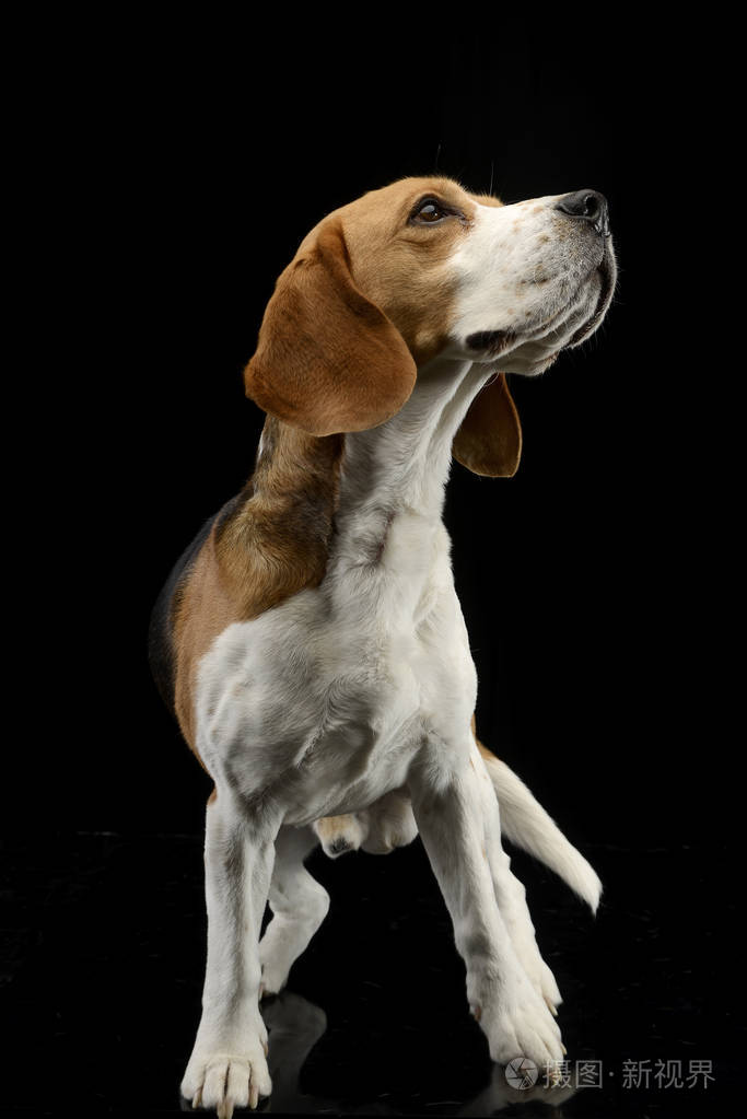 工作室拍摄的一只可爱的比格坐在黑色背景上