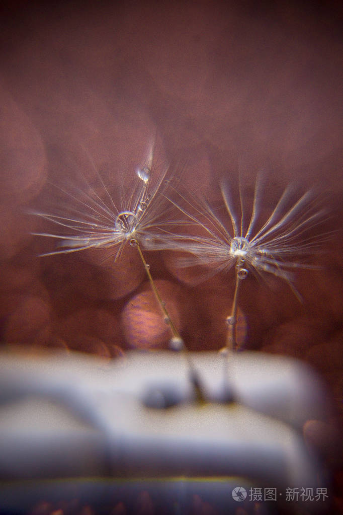 落在蒲公英降落伞上