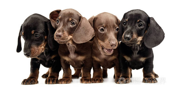 四只可爱的小狗dachshund并排在白色工作室里