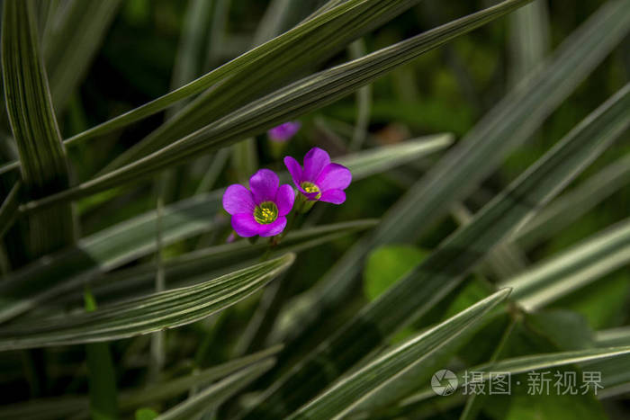 花园里美丽的粉红色奥沙丽花