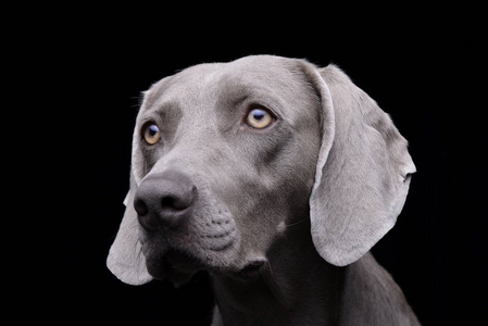 一个可爱的Weimaraner工作室的肖像孤立在黑色上。