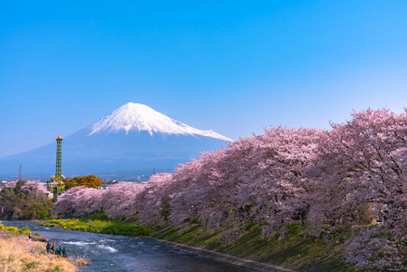 富士山山。 富士与樱花樱花在河中的日本静冈上午。