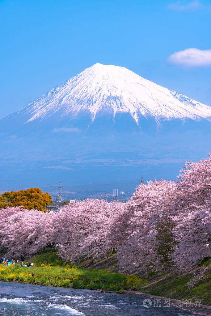 富士山山富士与樱花樱花在河中的日本静冈上午