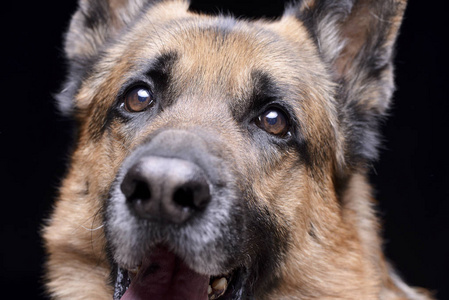 一只可爱的德国牧羊犬的亲密肖像孤立在白色背景上。