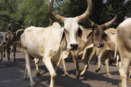 一群奶牛在城里闲逛。 大多数印度教人都尊重牛，因为本性，这代表了印度教的主要教学