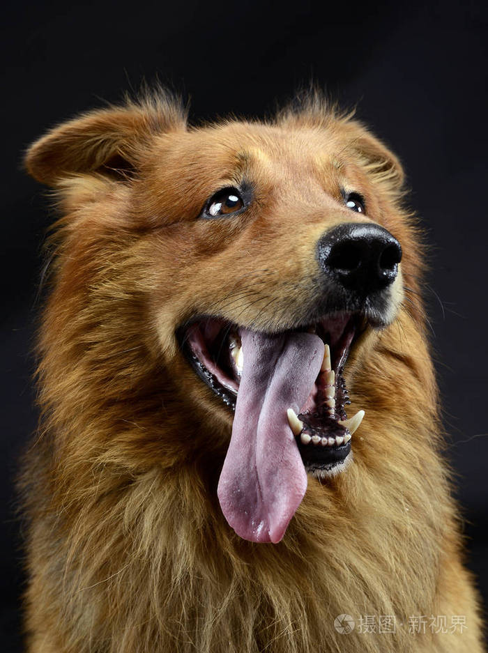 黑暗画室里漂亮的棕色狗画像