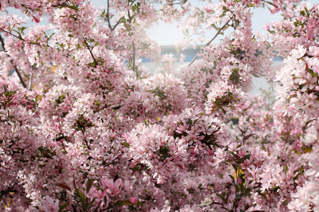 樱桃树的许多花的背景暴风雨的春天