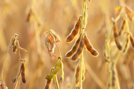 大豆豆荚茎在田野,近距离观看阳光照片