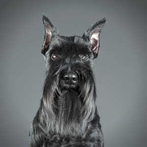 迷你雪纳瑞犬带着太阳眼镜灰色工作室背景中的微型雪纳瑞肖像照片