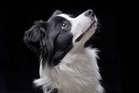 一个可爱的边境牧羊犬的肖像孤立在黑色背景上.照片