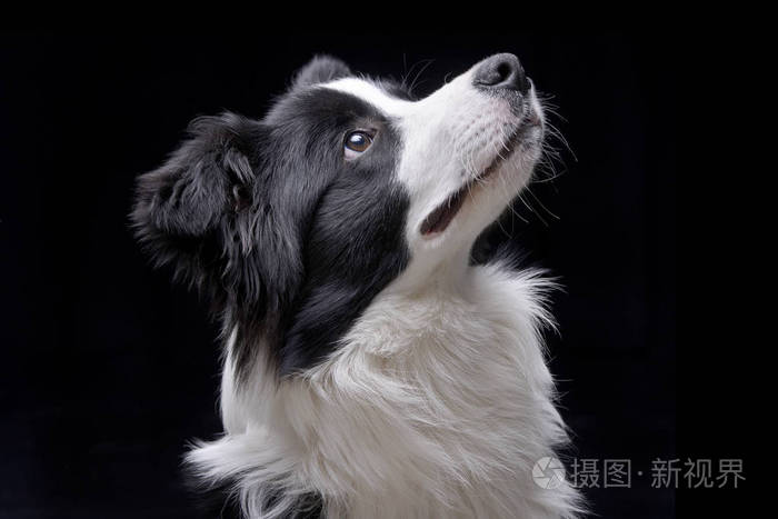一个可爱的边境牧羊犬的肖像孤立在黑色背景上 照片 正版商用图片179zx4 摄图新视界