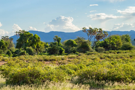 肯尼亚中部桑布鲁公园小径和草原景观